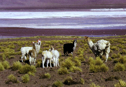 peru