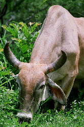 Nicaragua